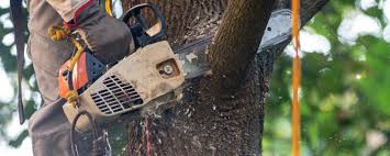 Best Hazardous Tree Removal  in Exeter, CA