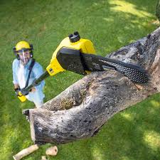 How Our Tree Care Process Works  in  Exeter, CA