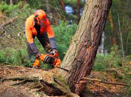 Best Lawn Grading and Leveling  in Exeter, CA