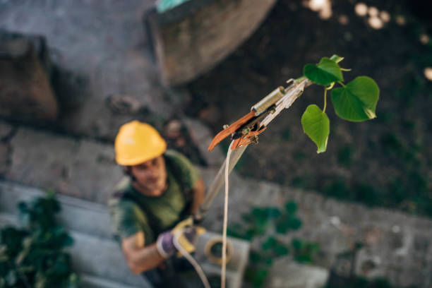 Best Tree Health Inspection  in Exeter, CA
