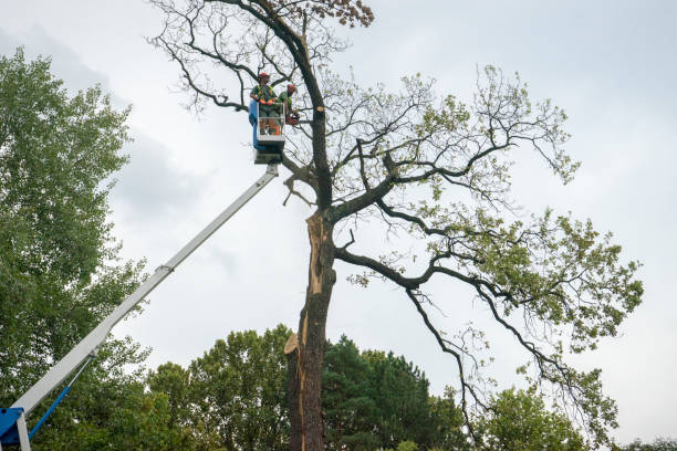 Best Tree and Shrub Care  in Exeter, CA