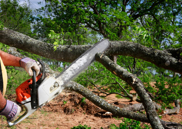 Professional Tree Removal in Exeter, CA