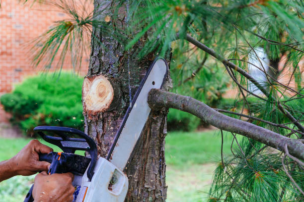 Lawn Pest Prevention in Exeter, CA
